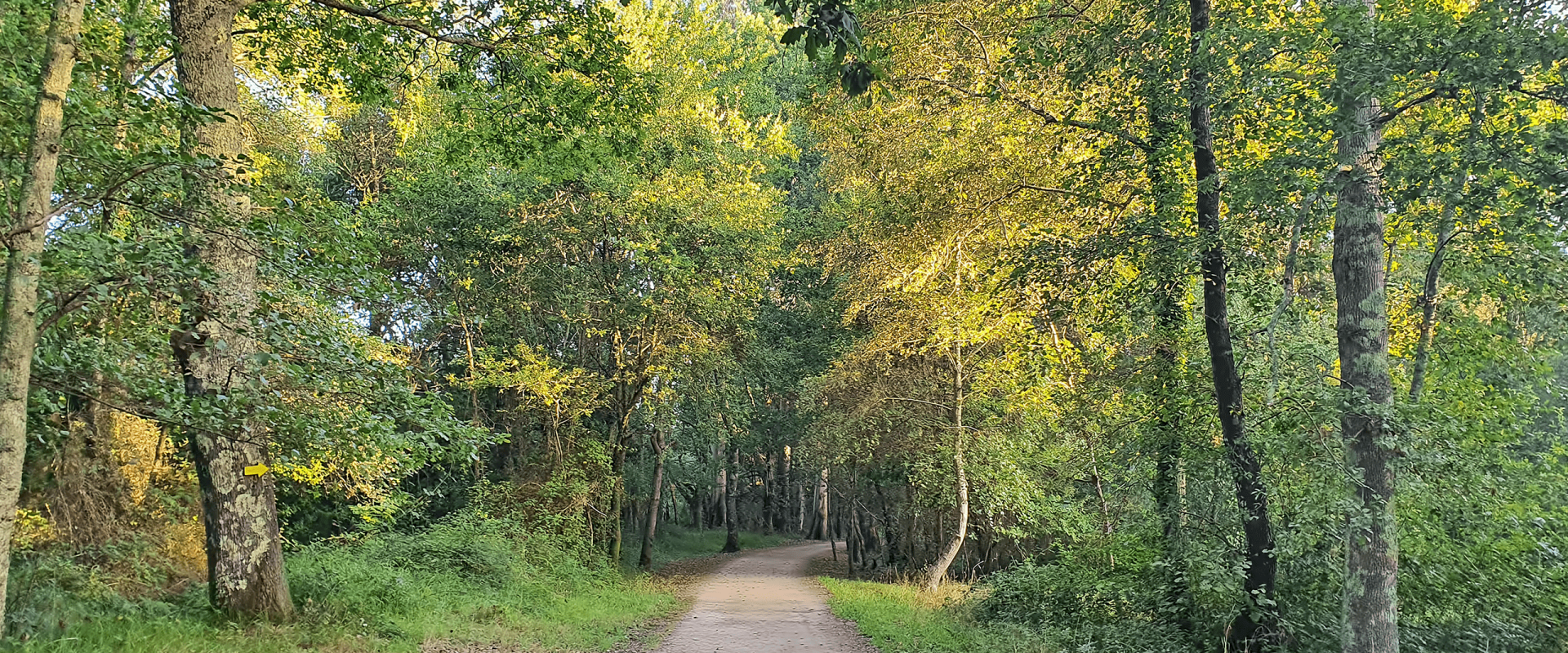 Floresta e caminho